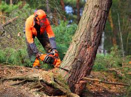 Best Seasonal Cleanup  in Duarte, CA